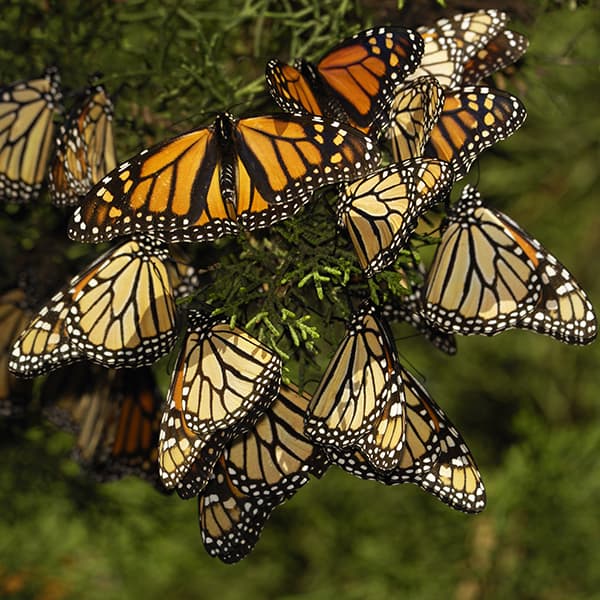Close Up Of Monarch Butterflies On Branch
